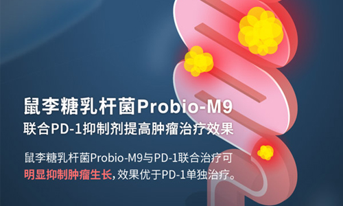 鼠李糖乳杆菌Probio-M9联合PD-1抑制剂提高肿瘤治疗效果