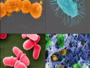 Science：如何增加癌症患者有益菌群？