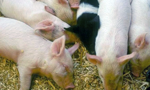 喷施复合益生菌可提高哺乳期仔猪生长性能和免疫力，调节肠道菌群和血液代谢物