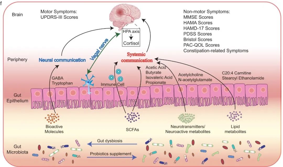 内蒙古农大: 益生菌Probio-M8与常规疗法协同治疗帕金森病