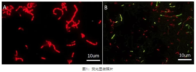 Prosci-Lab | Front. Microbiol-干酪乳酪杆菌Zhang的VBNC态转录组学研究